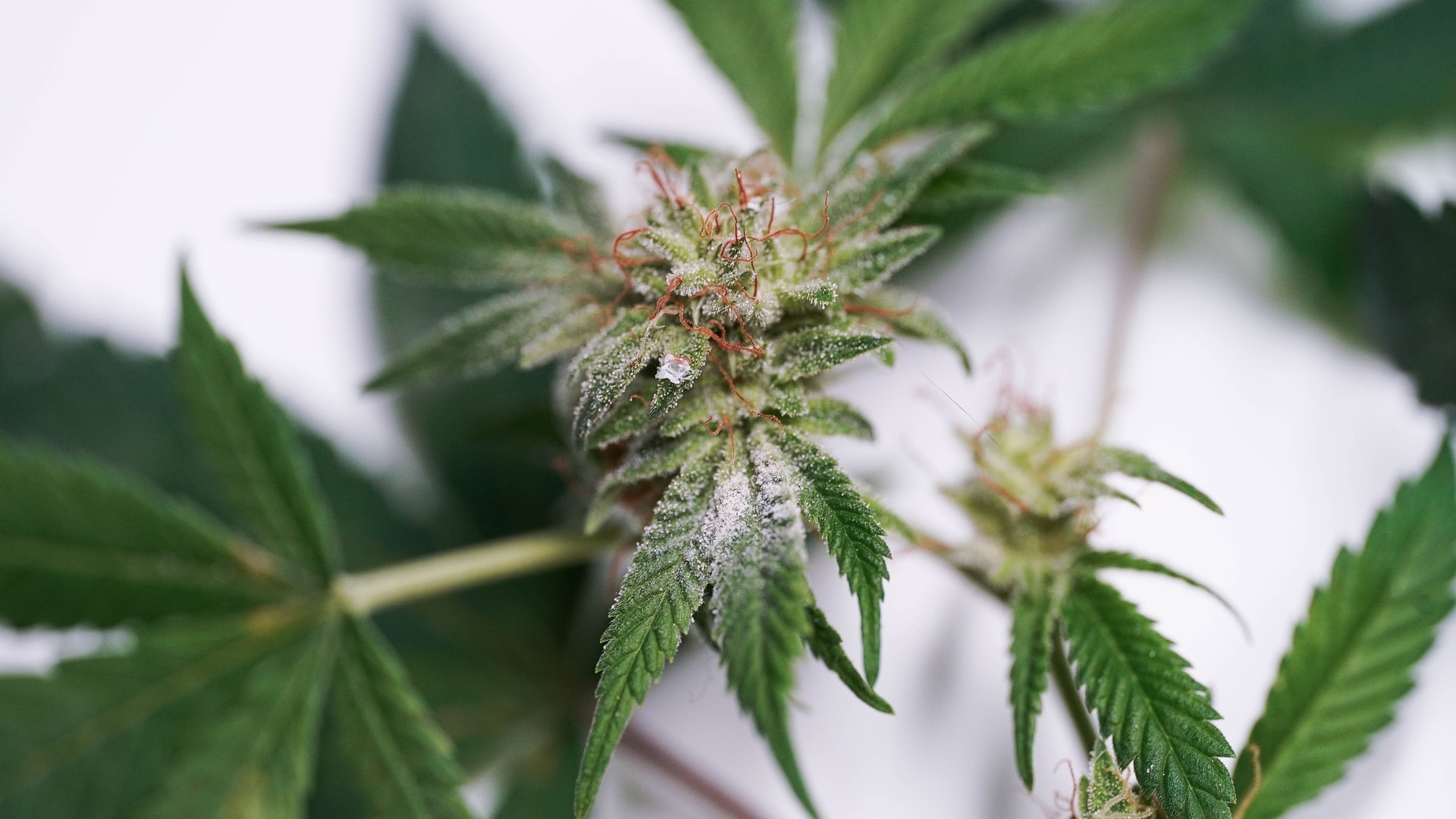 growing marijuana in michigan